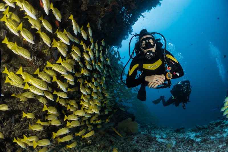 Underwater Scene with 2 Divers and Yellow Fish