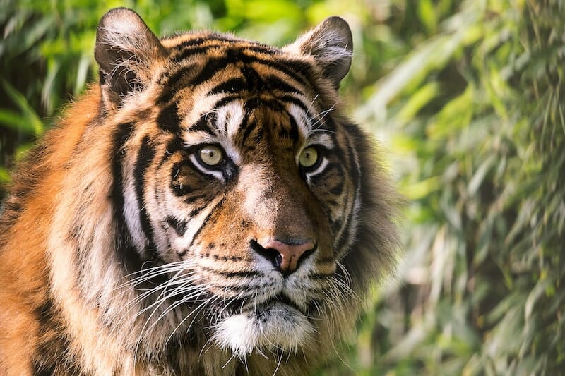 Headshot of Majestic Tiger